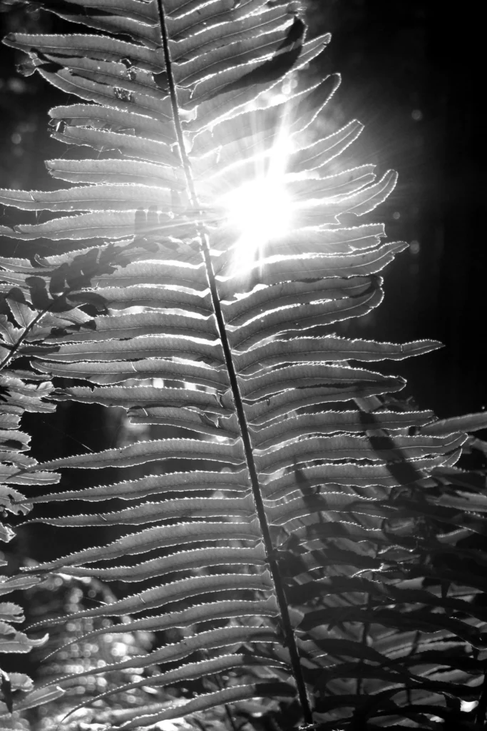 Fern glare, black and white