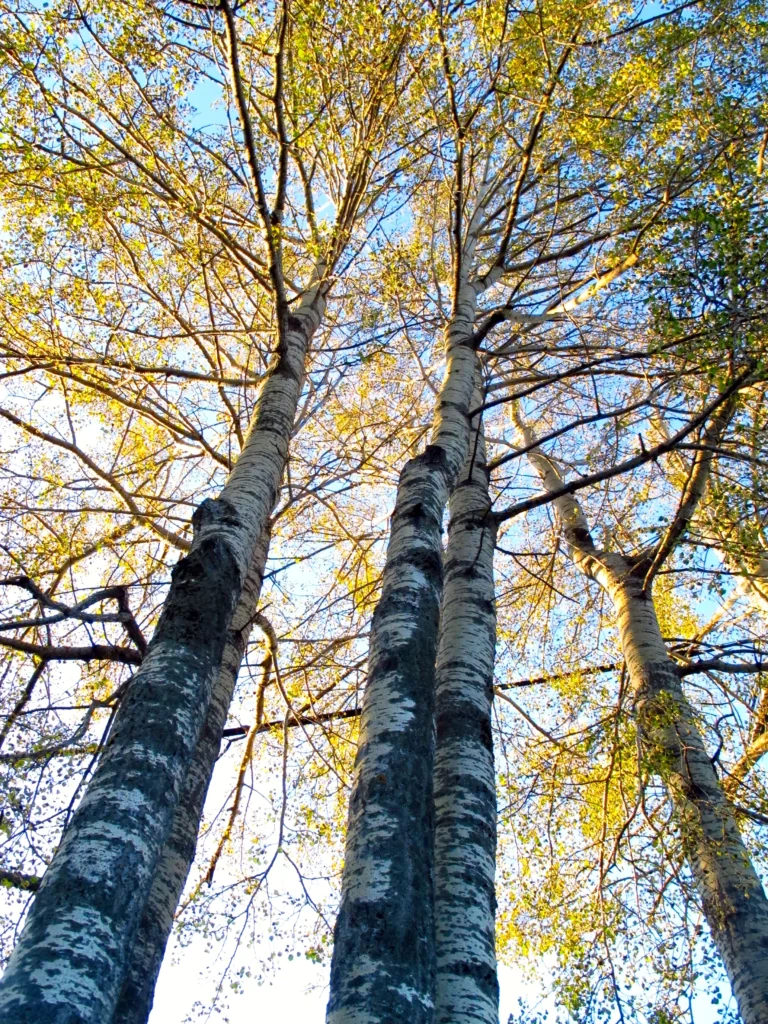 Photograph, Fall, Lake Superior north shore