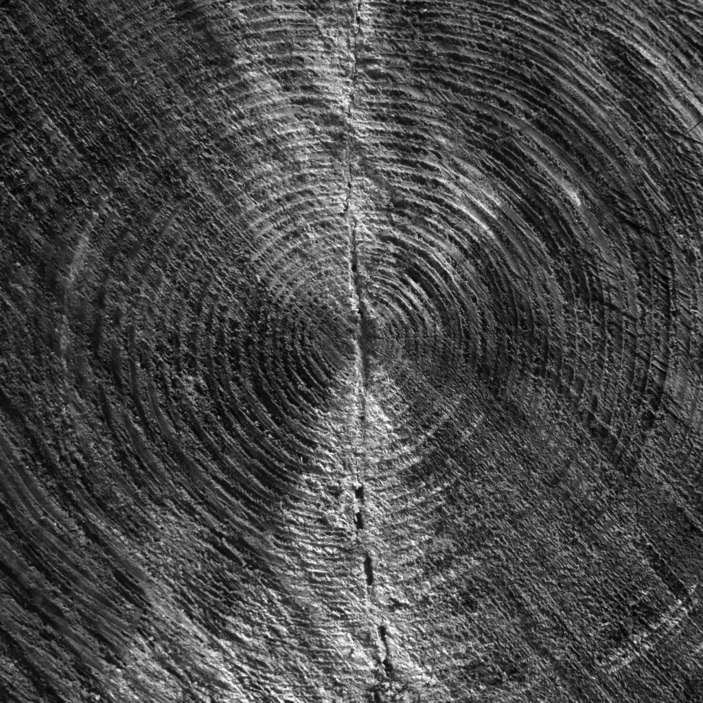 Log cut, black and white