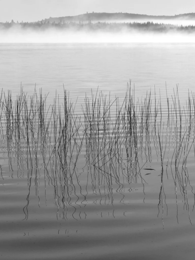 Misty Algonquin, black and white